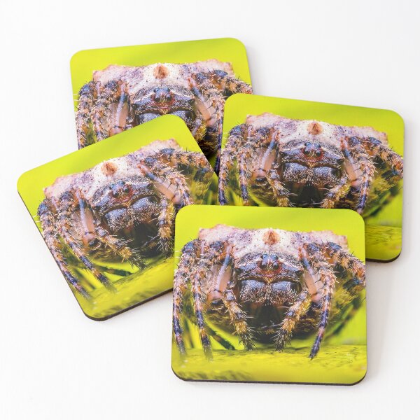 Item preview, Orbweaver Spider - Araneidae designed and sold by AronsTinySafari.