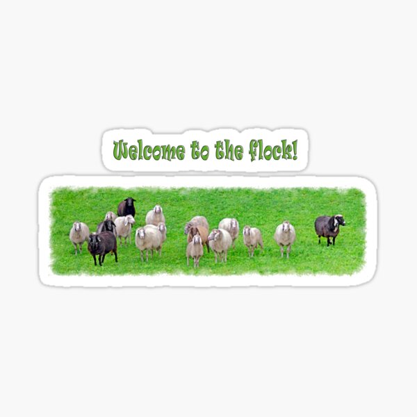 Flock of sheep Sticker