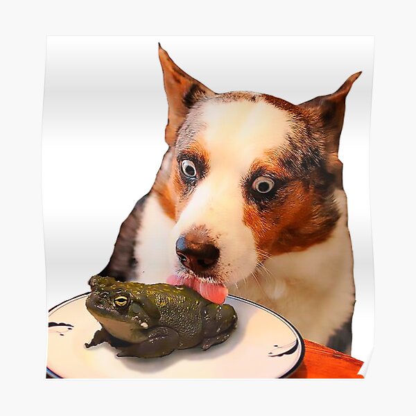 "Dog Licking Frog" Poster for Sale by Juanscorner Redbubble