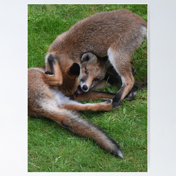 Playful Fox cubs Poster