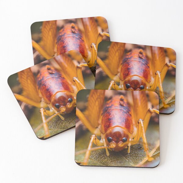 Item preview, Cave Cricket - Rhaphidophoridae designed and sold by AronsTinySafari.