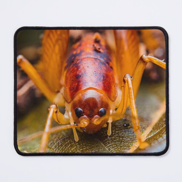 Item preview, Cave Cricket - Rhaphidophoridae designed and sold by AronsTinySafari.
