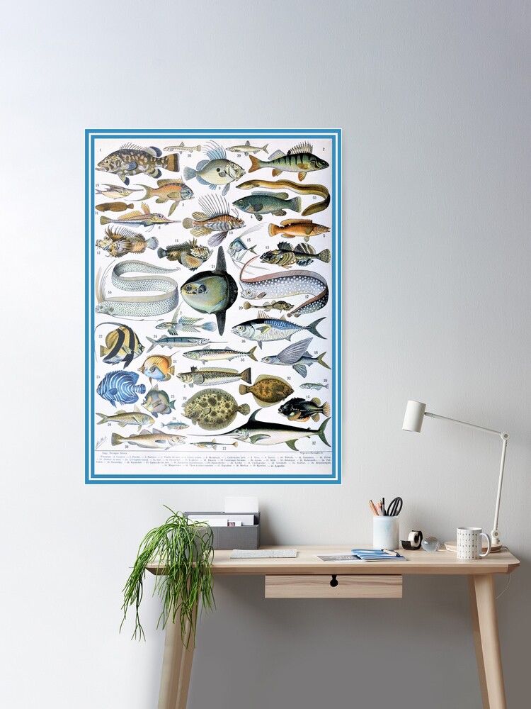 Adolphe Philippe Millot - Fish Poster for Sale by who-doo