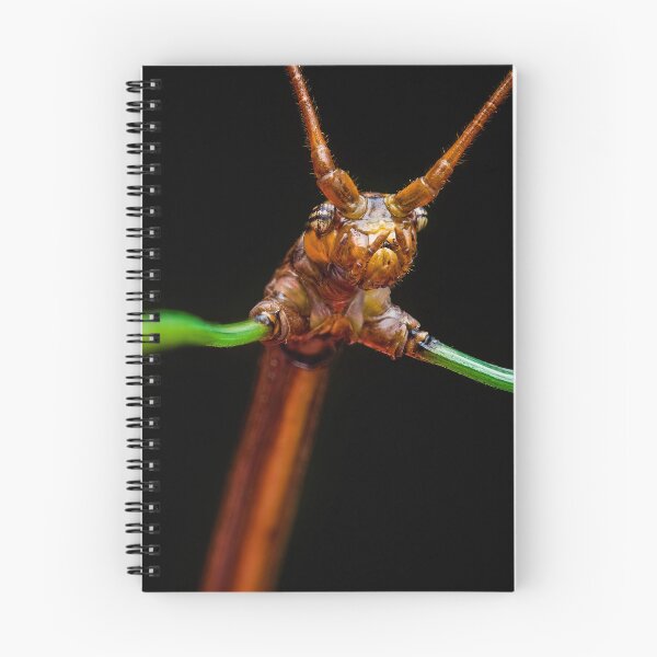 Item preview, Stick Insect - Phasmatodea designed and sold by AronsTinySafari.