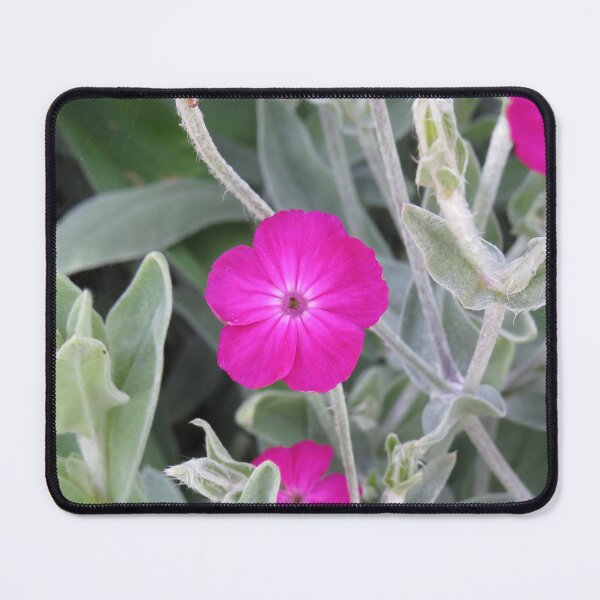 Item preview, Pink rose campion designed and sold by greentiger1.