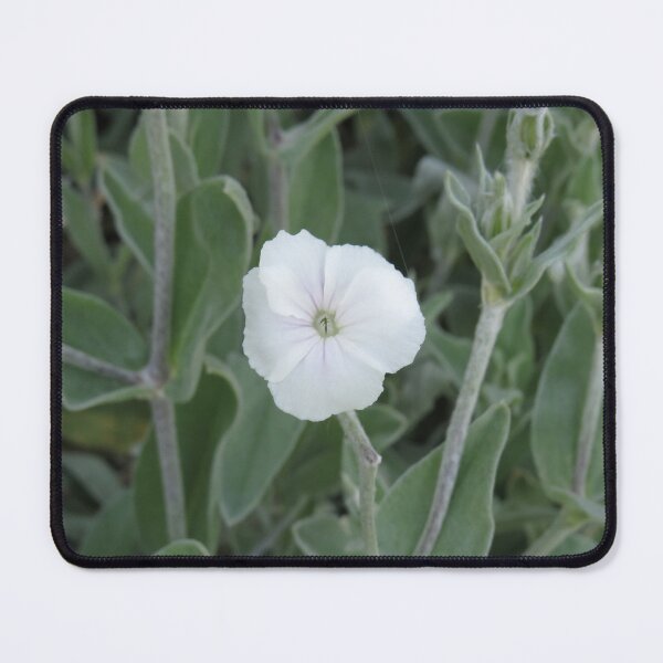 Item preview, White rose campion designed and sold by greentiger1.