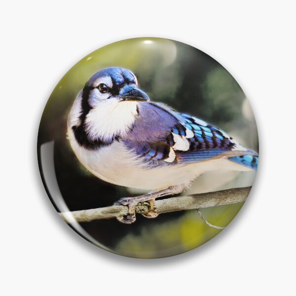 Item preview, American Blue Jay On Alert designed and sold by Kay Brewer.