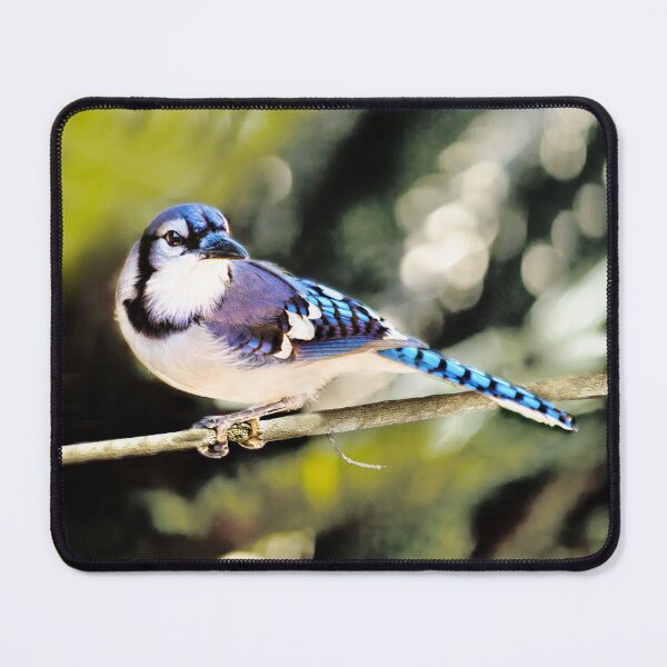 Item preview, American Blue Jay On Alert designed and sold by Kay Brewer.