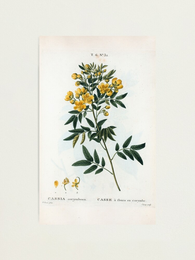 Alternate view of Traité des Arbres et Arbustes 0054 Cassia corymbosa Casse à fleurs en corymbe Photographic Print