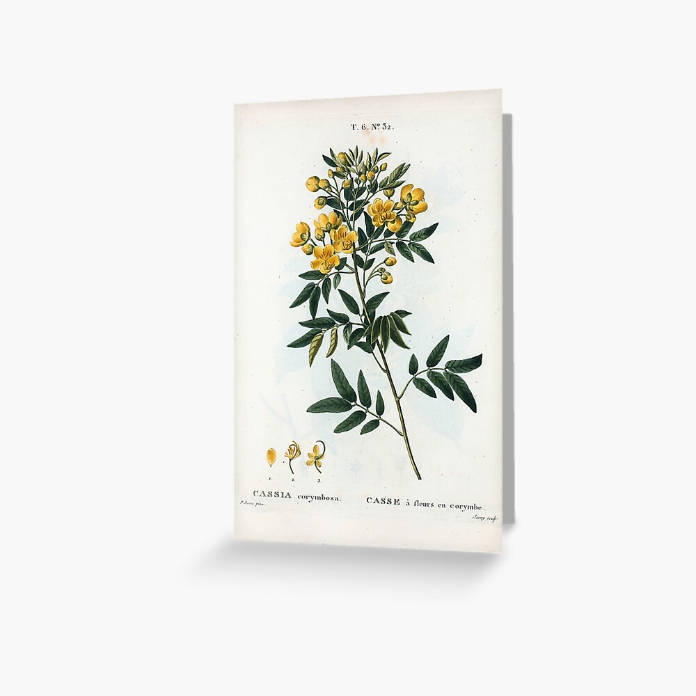 Traité des Arbres et Arbustes 0054 Cassia corymbosa Casse à fleurs en corymbe Greeting Card