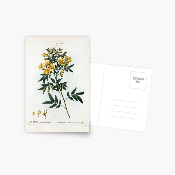 Traité des Arbres et Arbustes 0054 Cassia corymbosa Casse à fleurs en corymbe Postcard