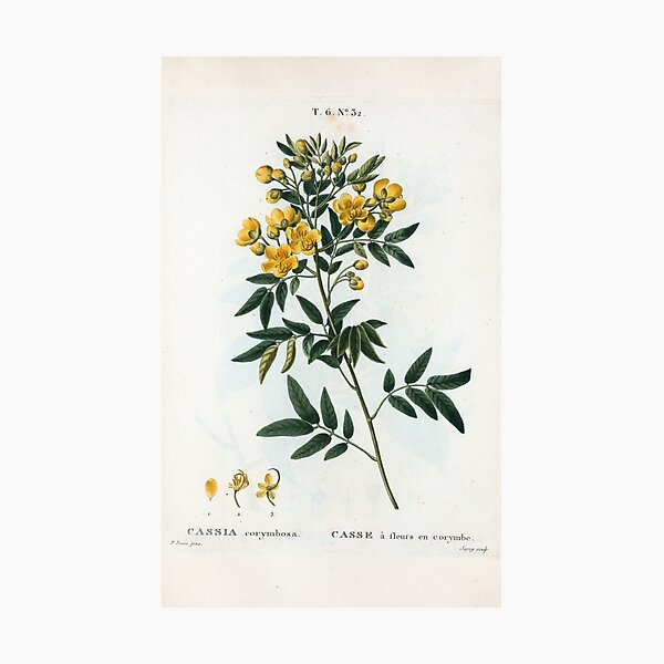 Traité des Arbres et Arbustes 0054 Cassia corymbosa Casse à fleurs en corymbe Photographic Print