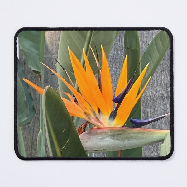 Item preview, Mexico Orange flower designed and sold by ClaireRequa.