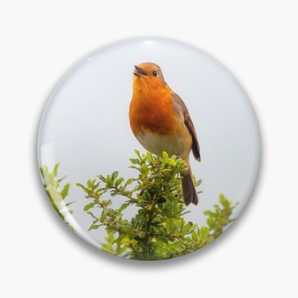 Item preview, English Robin Singing in the Autumn Sunshine designed and sold by Dorset Girl.