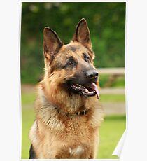 German Shepherd Poster