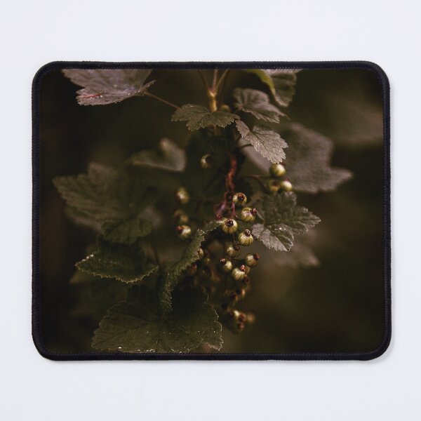 Item preview, Currant sprout, black currant designed and sold by ART-SUNRISE.