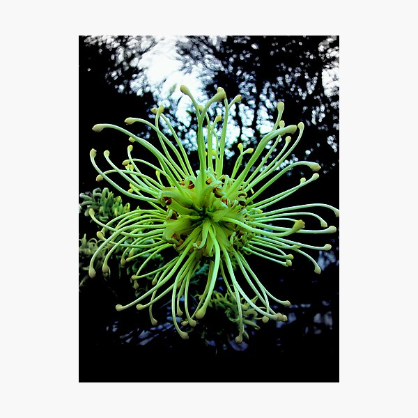 Item preview, Sick Grevillea designed and sold by Martice.