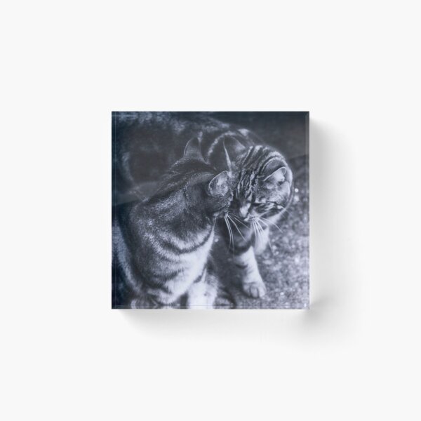 Item preview, tabby cats black and white designed and sold by Francespoppy.