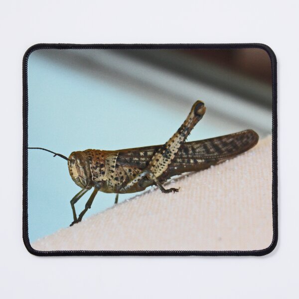 Item preview, Grasshopper designed and sold by KazM.