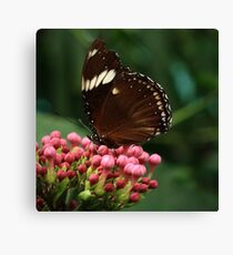Butterfly III Canvas Print