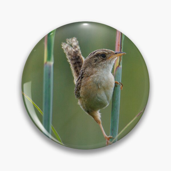 Item preview, Sedge Wren designed and sold by FlyingLilly.