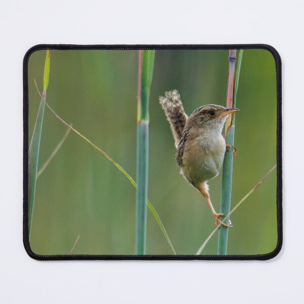 Item preview, Sedge Wren designed and sold by FlyingLilly.