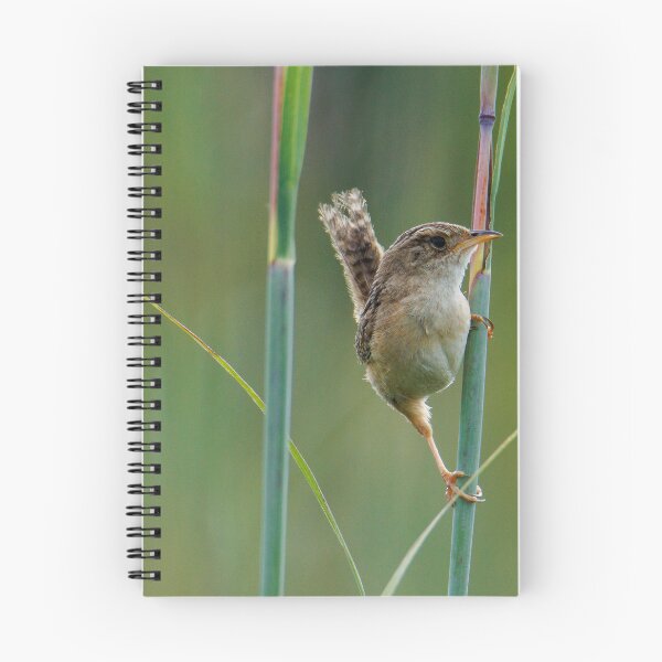 Item preview, Sedge Wren designed and sold by FlyingLilly.