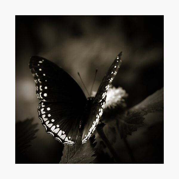 Item preview, Butterfly designed and sold by Didi Bingham.