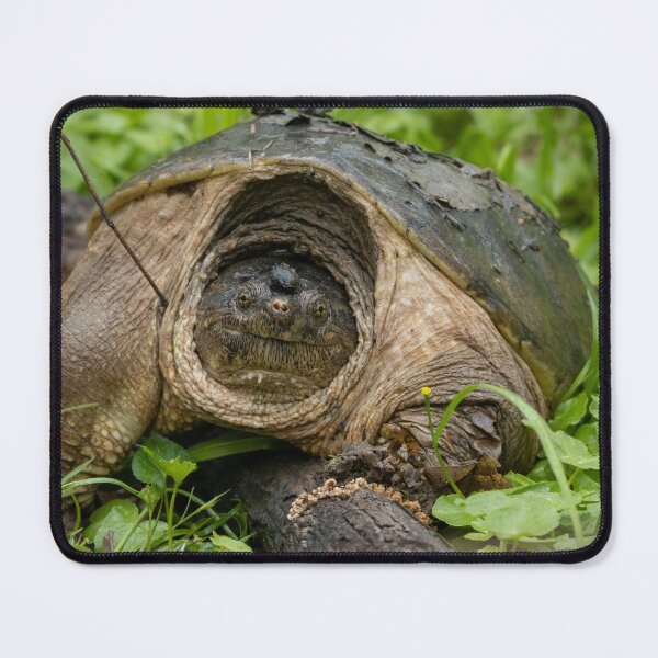 Item preview, snapping turtle designed and sold by FlyingLilly.