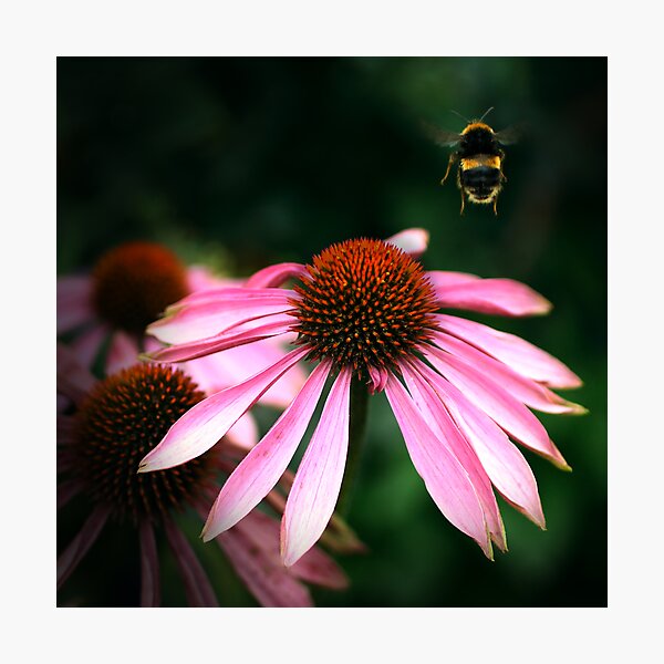 Item preview, Buzz designed and sold by Didi Bingham.