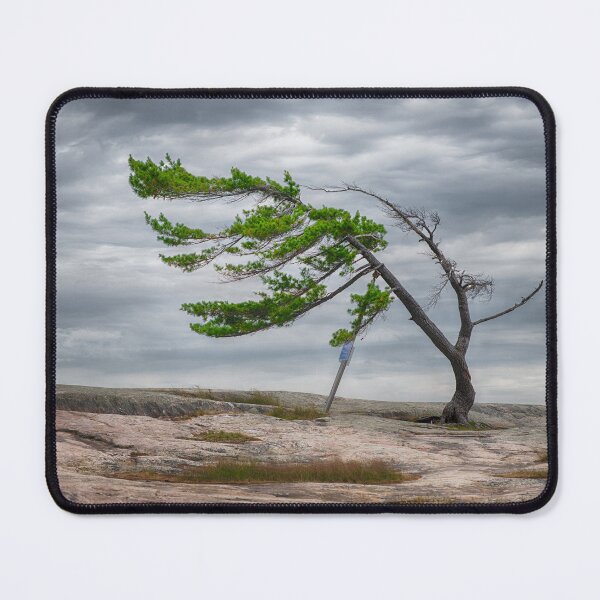 Item preview, Killbear Provincial Park Tree designed and sold by (Tallow) Dave  Van de Laar.