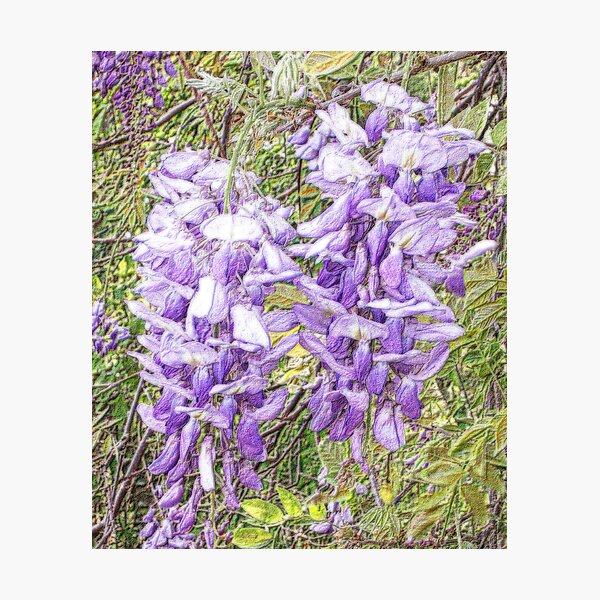 Item preview, Wisteria Blooms designed and sold by Marcella Babineaux.