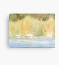 American White Pelican Metal Print
