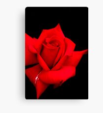 Red Red Rose Canvas Print