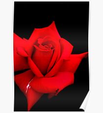 Red Red Rose Poster