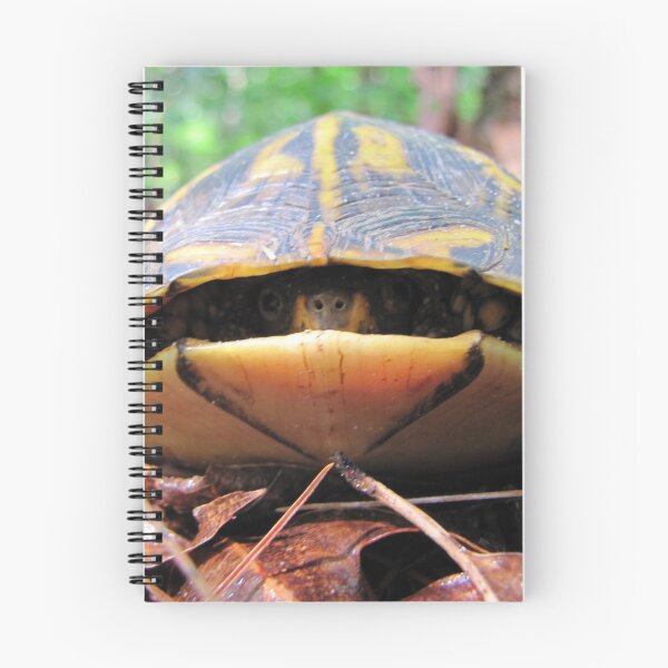 Item preview, Turtle Sneaks a Peek designed and sold by Jean Gregory Evans.