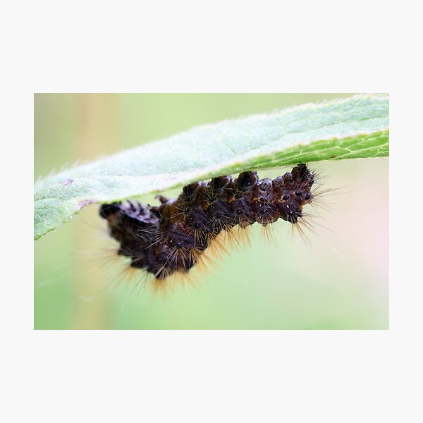 Artikelvorschau, hairy tail entworfen und verkauft von Cornelia Togea.