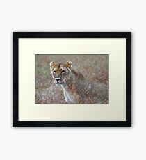 Camouflage: Female Lion Portrait, Maasai Mara, Kenya Framed Print