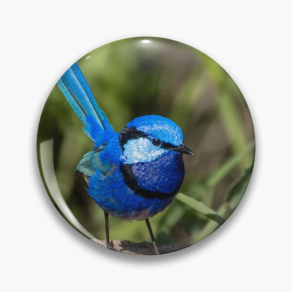 Artikelvorschau, Splendid Fairy Wren (männlich) Westaustralien entworfen und verkauft von Andrew Goodall.
