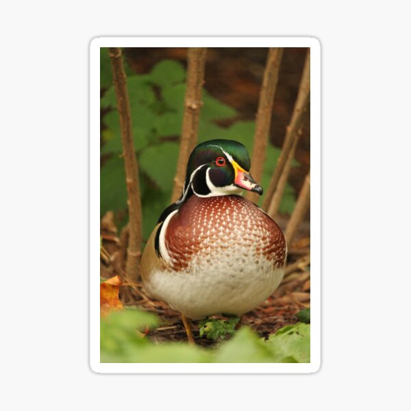 Wood Duck  Sticker