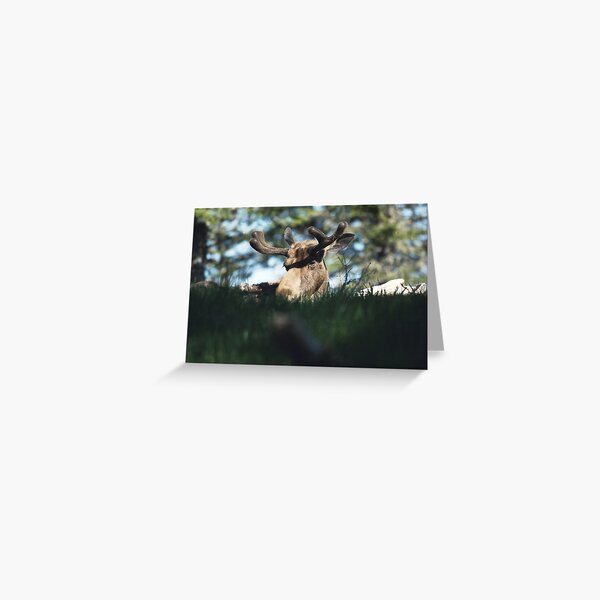 Newfoundland Moose Greeting Card