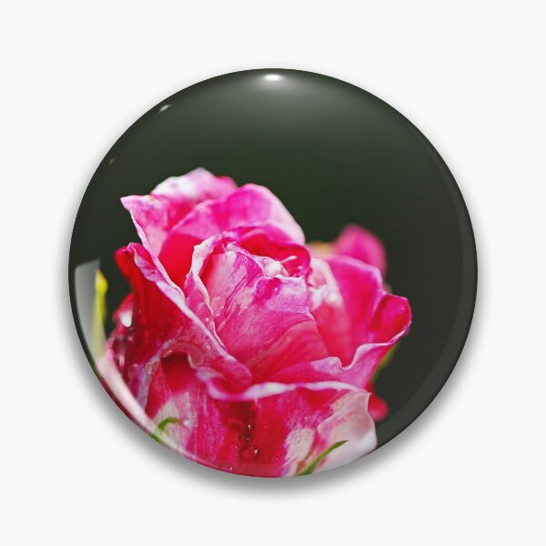 Item preview, Pink And Variegated Rose Performance designed and sold by Joy Watson - Natural Light Photography .