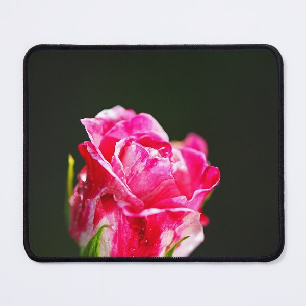 Item preview, Pink And Variegated Rose Performance designed and sold by Joy Watson - Natural Light Photography .