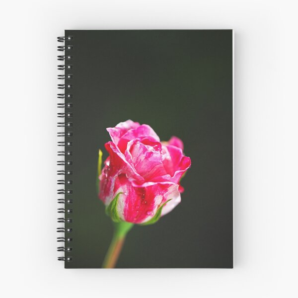 Item preview, Pink And Variegated Rose Performance designed and sold by Joy Watson - Natural Light Photography .
