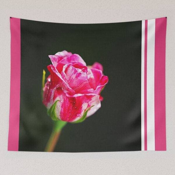 Item preview, Pink And Variegated Rose Performance designed and sold by Joy Watson - Natural Light Photography .