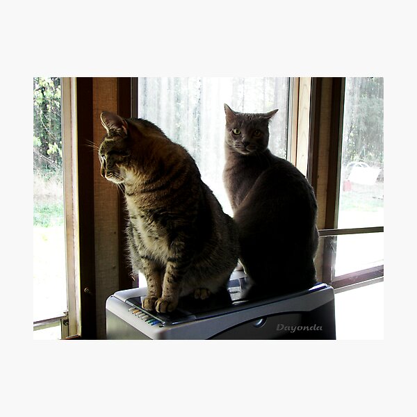 Don't Stare At Us! Photographic Print
