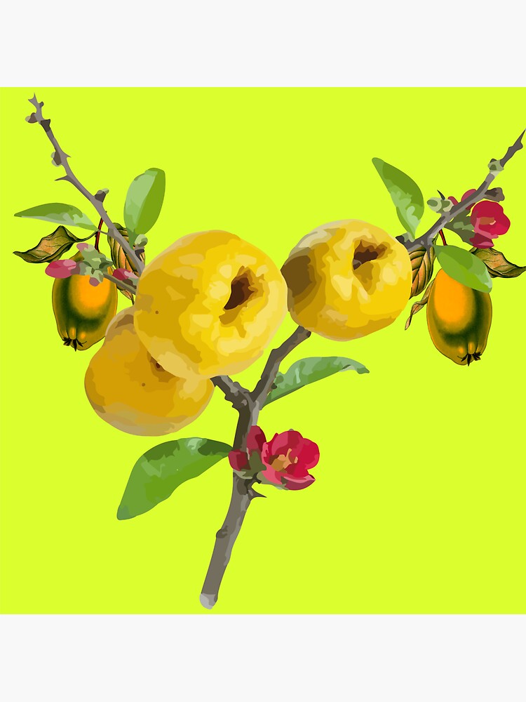 "quince tree" Sticker for Sale by idealfoud Redbubble