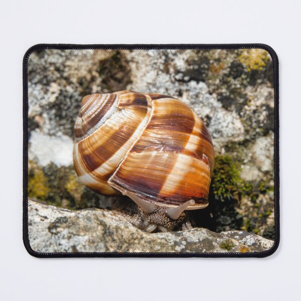 Artikelvorschau, Burgunder Schnecke entworfen und verkauft von troianifabrizio.