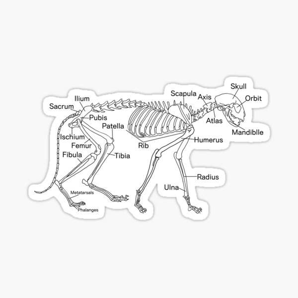 Cat S Skeleton Black X Ray With Names Sticker For Sale By