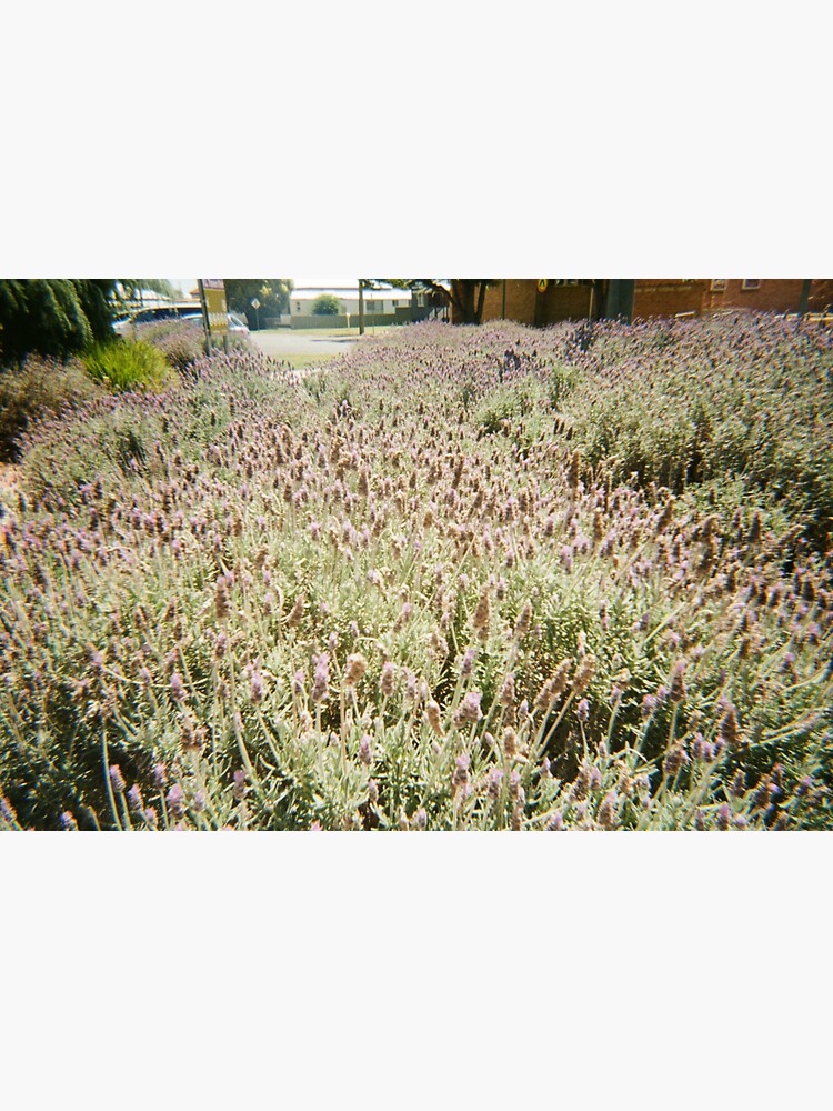 "Allora flowers on 35mm film photography" Sticker for Sale by dgt